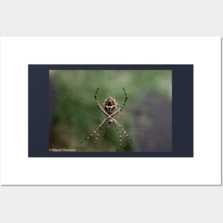 Orb Weaver Spider Posters and Art